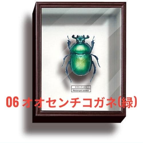 ドイツ箱 マグネットコレクション4 06オオセンチコガネ(緑) - メルカリ