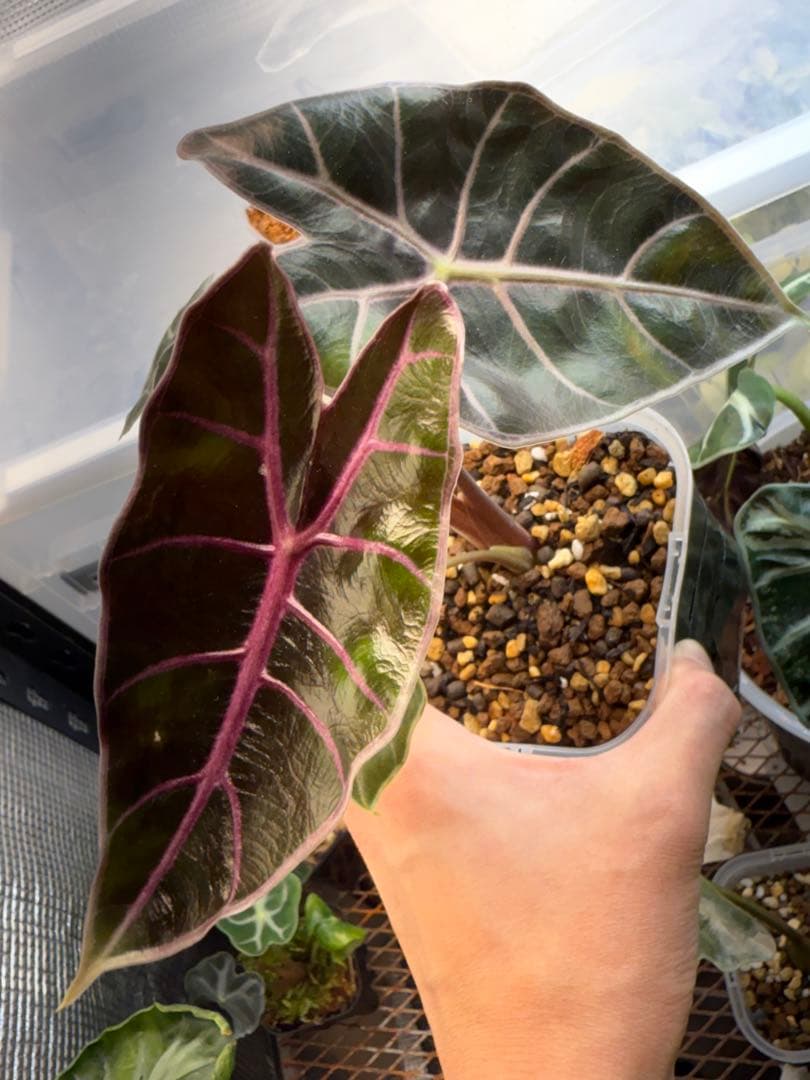 り*く様 希少 アロカシア ブラックサタンピンクボーン 芋 - メルカリ