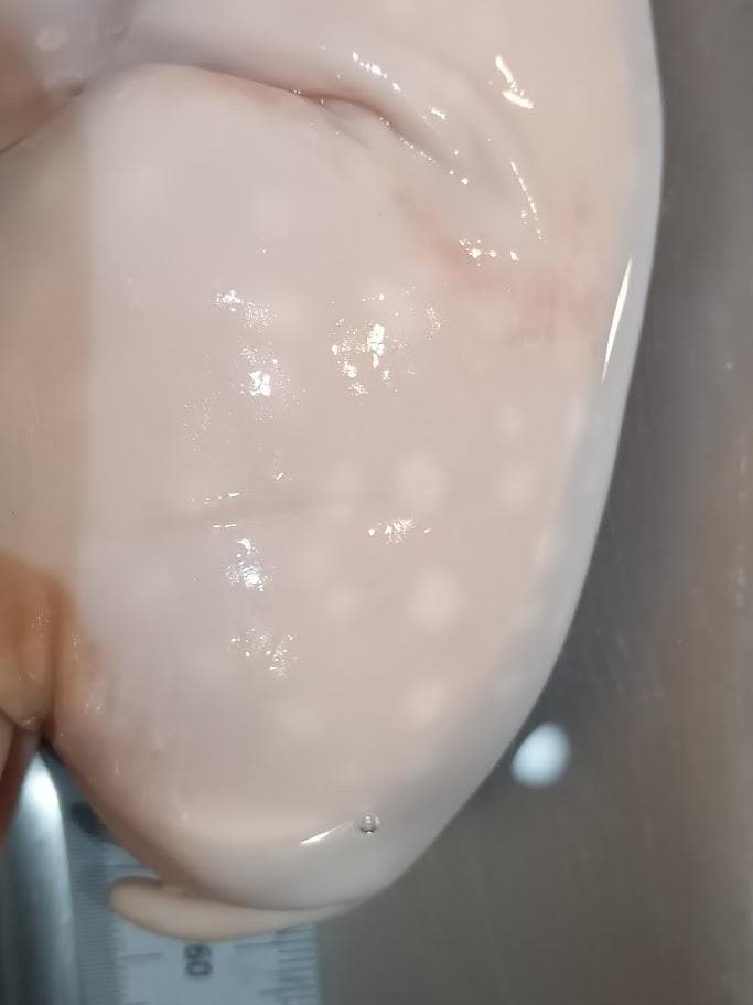 【学術標本】種名ニホンジカ　胎児エタノール浸漬標本（♀）　頭胴長約２４５ｍｍ