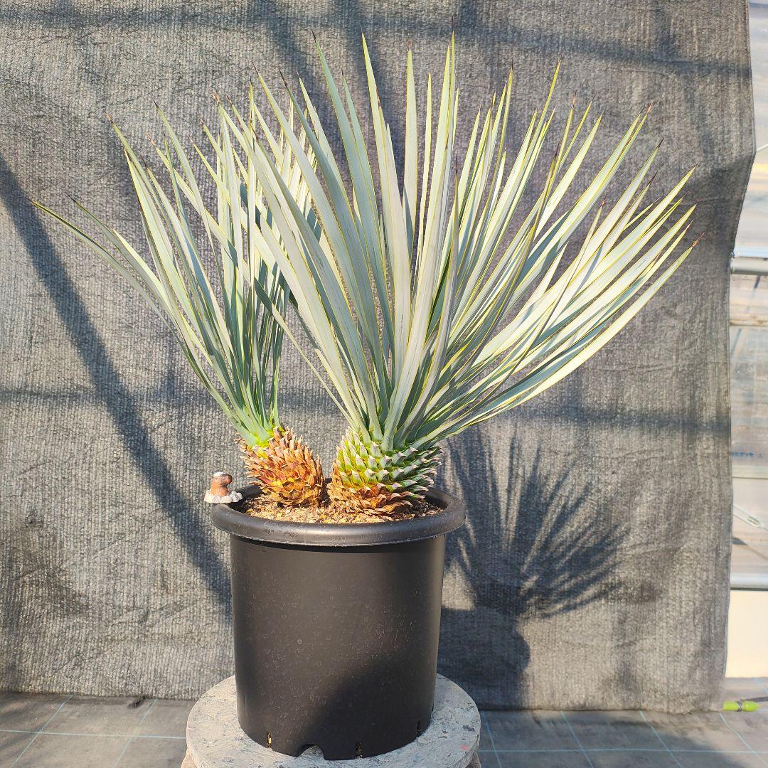 ロストラータ Hyb だぶるへっど