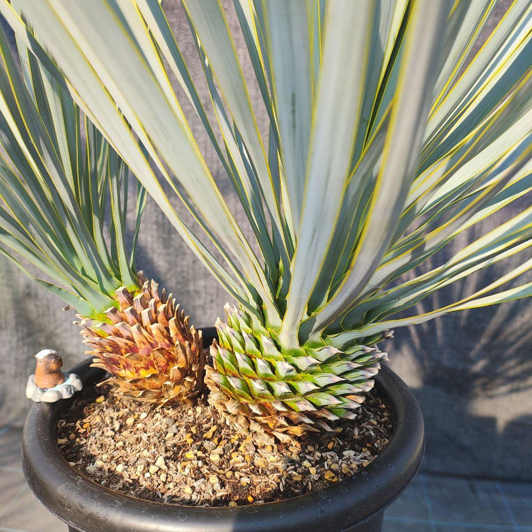 ロストラータ Hyb だぶるへっど