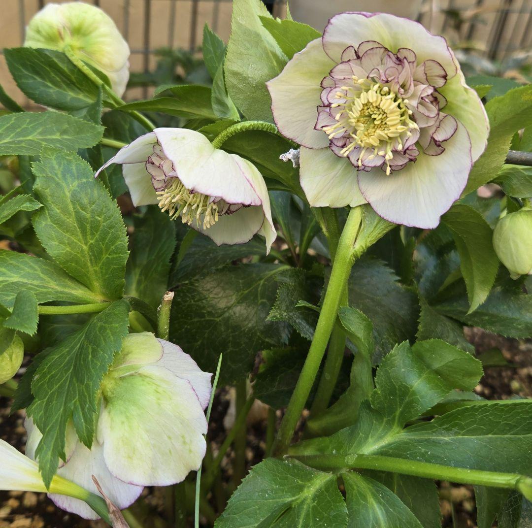 クリスマスローズ sd 株分け苗 - メルカリ