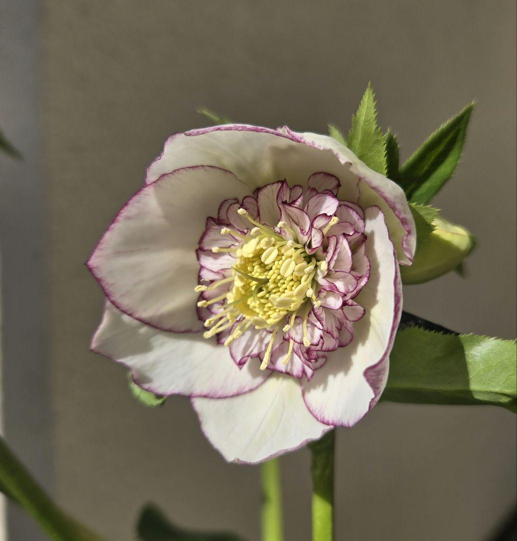 クリスマスローズ sd 株分け苗 - メルカリ