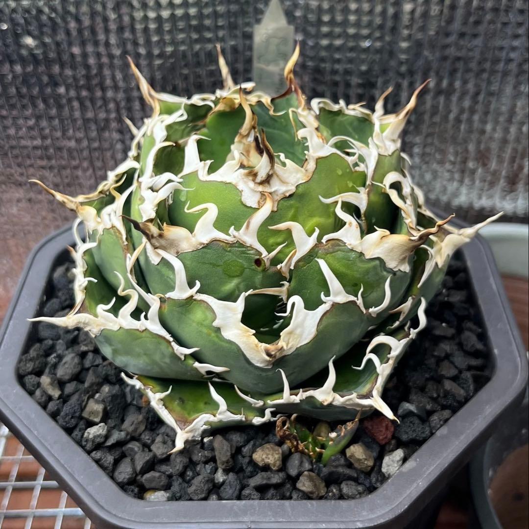 アガベ チタノタ 白鯨 2頭 子株 - メルカリ