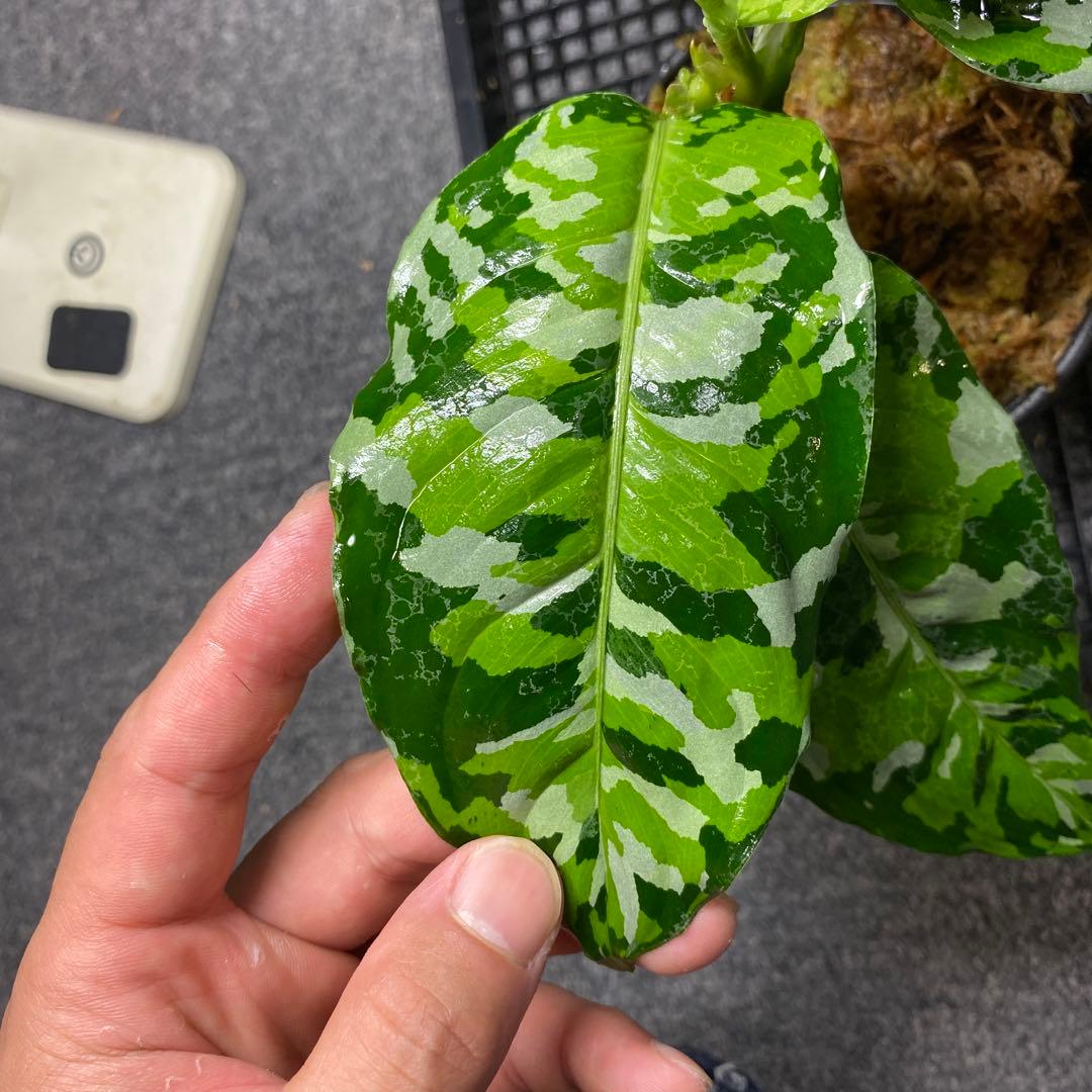 破格です！アグラオネマアンダマン 子株 12500 - メルカリ