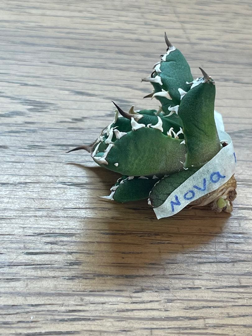 REZA産】イラン株 選抜 アガベ NOVA ノヴァ 天芽 12月便 - メルカリ