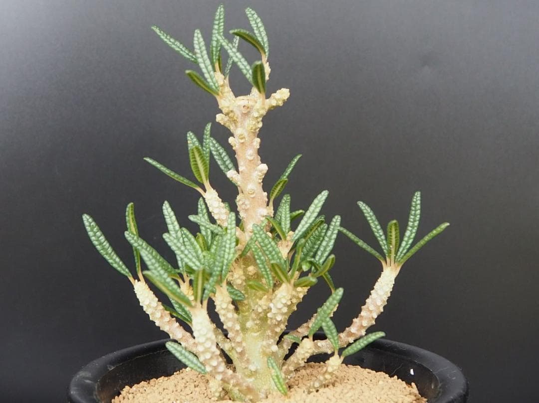 ドルステニア ギガス ブラータ 【挿し木】 発根管理中 国内で新葉展開