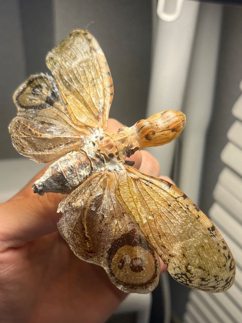 【65mm】オオテングビワハゴロモ 外国産蝶標本 標本 蝶 蛾 ヤママユ 2026年最新】ハゴロモ 標本の人気アイテム - メルカリ