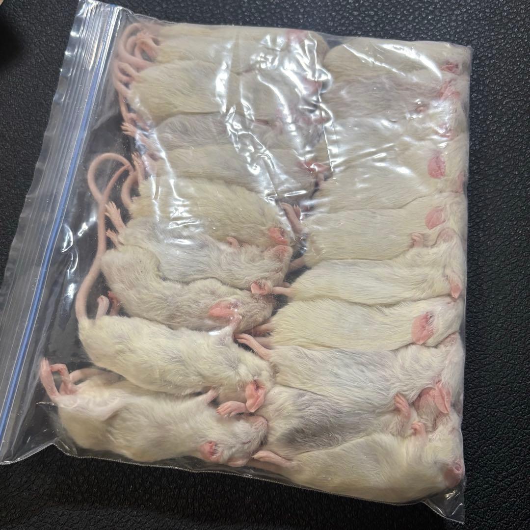 もんち様専用 冷凍マウスセット 送料無料