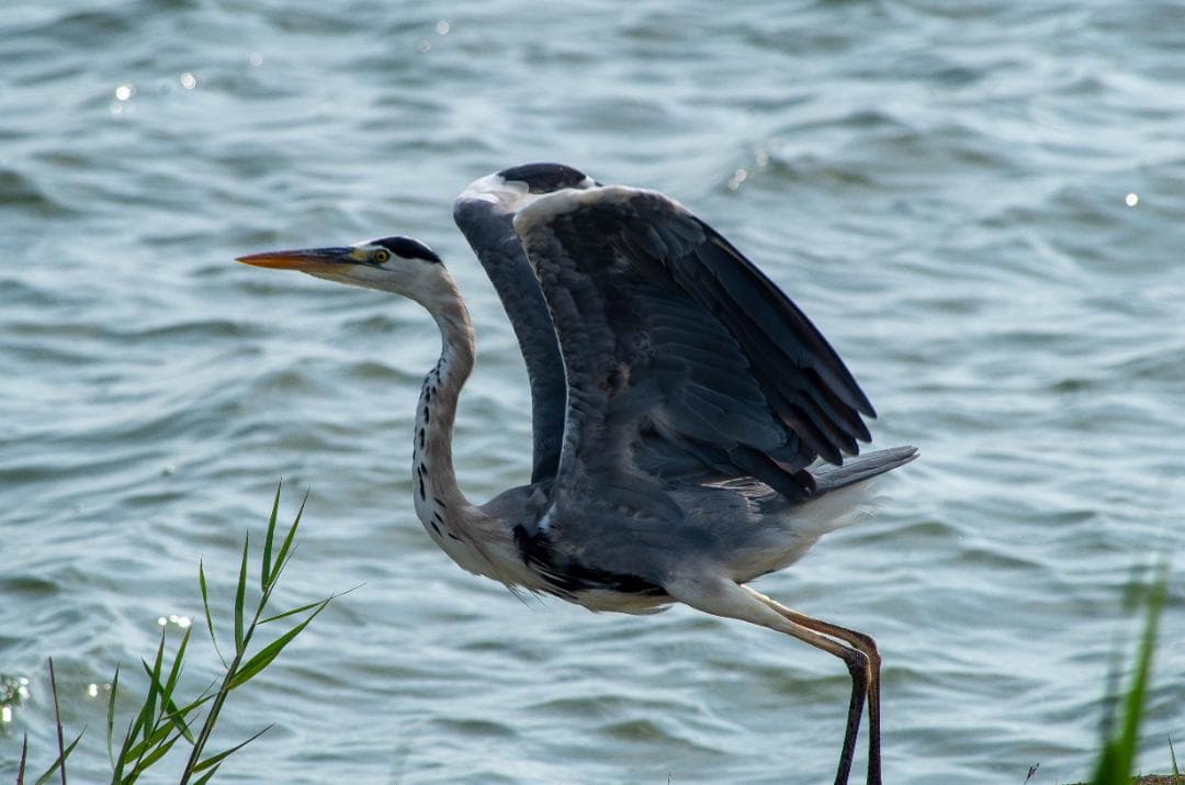 みやし様用【黒死病修理済】【訳アリ】PENTAX K-50 #K PENTAX #