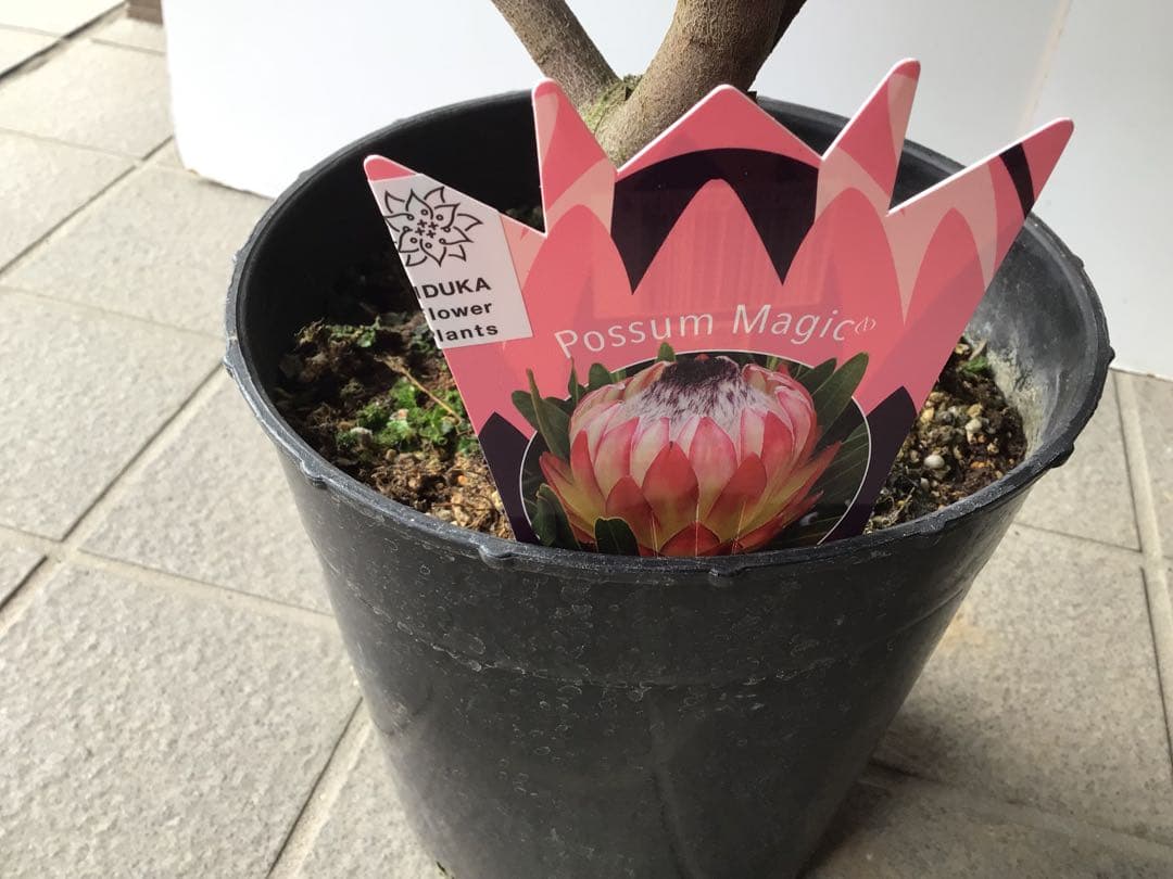 幹が太く根もしっかり張ってるプロテア・ポッサムマジック4輪咲き