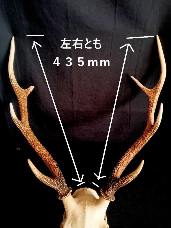 お買い得 DIY組み立て用 角付き頭骨標本】 種名ニホンジカ♂ 47Kg
