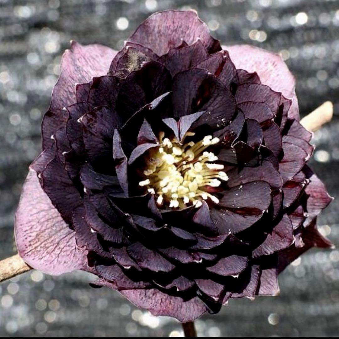 の*ん様 ☘️蕾付き☘️3368⭐️ダーク クレオパトラ⭐️広瀬園芸⭐️