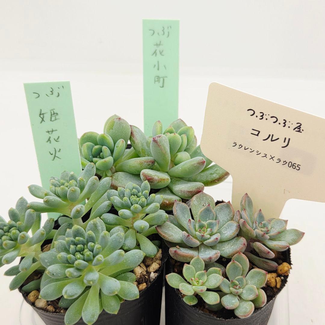 ⑧姫花火❣️コルリ❣️花小町❣️発根済!つぶつぶ屋さん ネコポス送料