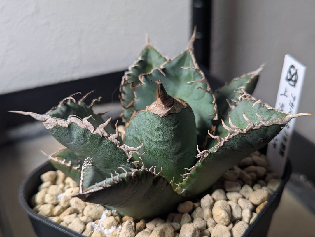 デカ株 チタノタ「惡魔 Medusa」悪魔くん プレステラ105 タグ鉢ごと