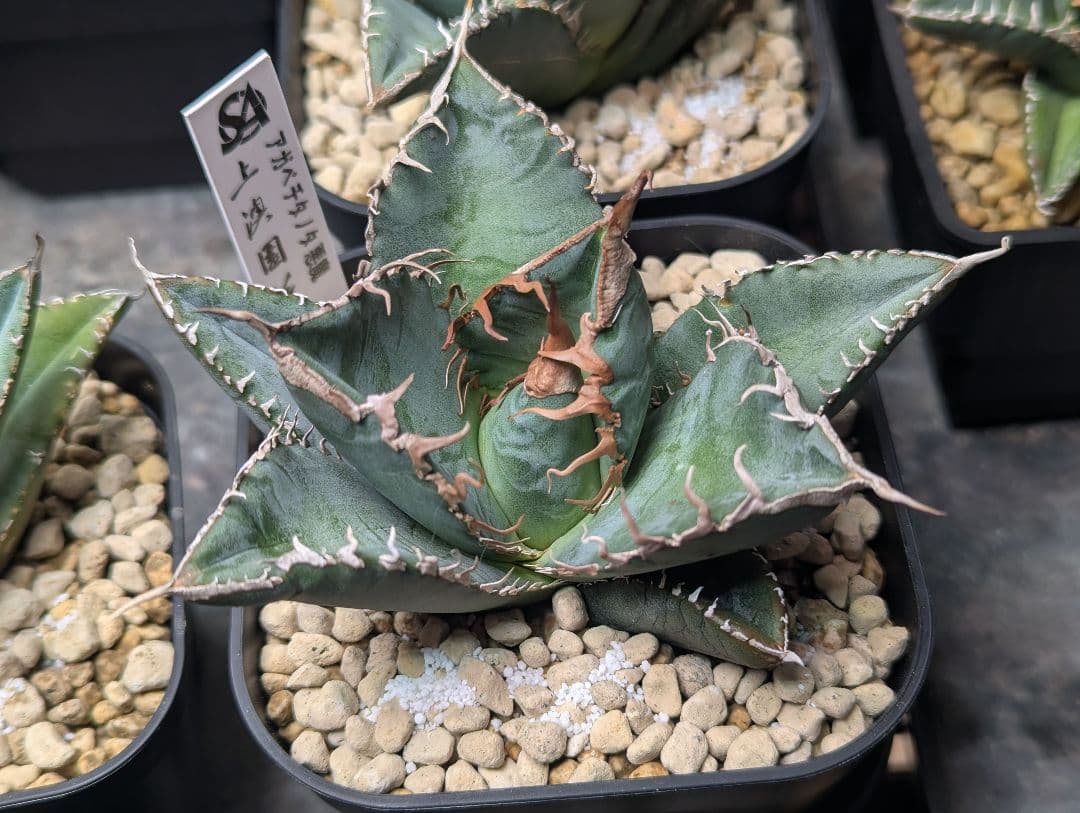 デカ株 チタノタ「惡魔 Medusa」悪魔くん プレステラ105 タグ鉢ごと