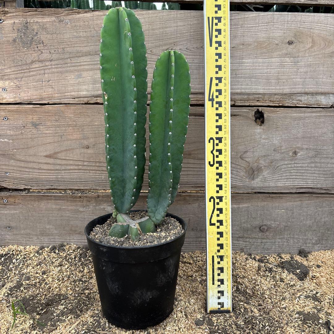 売り切越冬済 柱サボテン 鬼面角 発根 ドライガーデン パリー