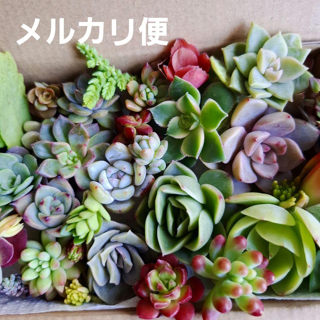 ラブリーローズ 多肉植物詰め合わせセット。カット苗。寄せ植えセット