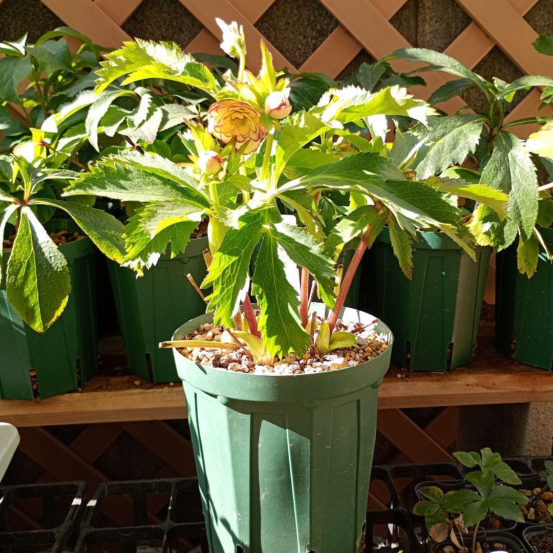 クリスマスローズ 超小輪多花性ddイエローピコティ（フレグランス交配