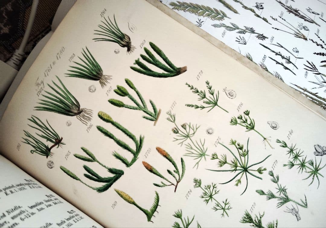 超希少 1876年 アンティーク WILD FLOWERS 手彩色 大型本