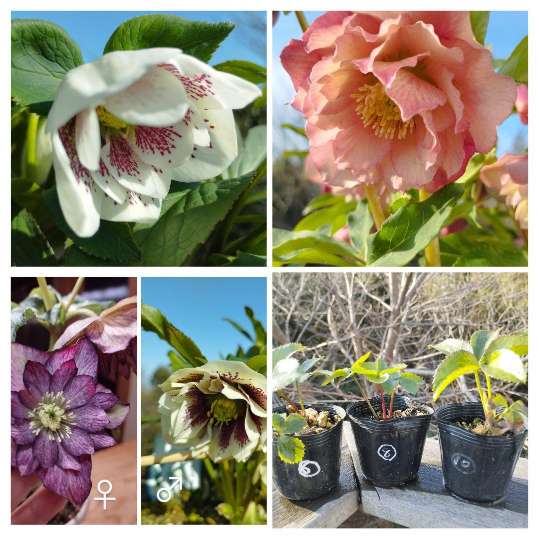 クリスマスローズ 3苗セット - メルカリ