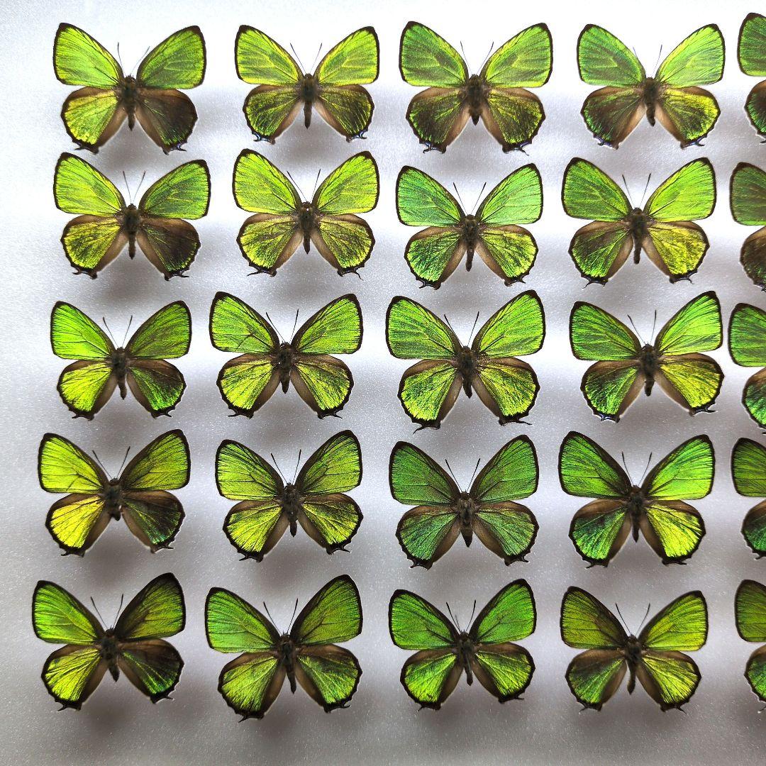 蝶標本 ウスアオオナガウラナミシジミ 3♂ - メルカリ