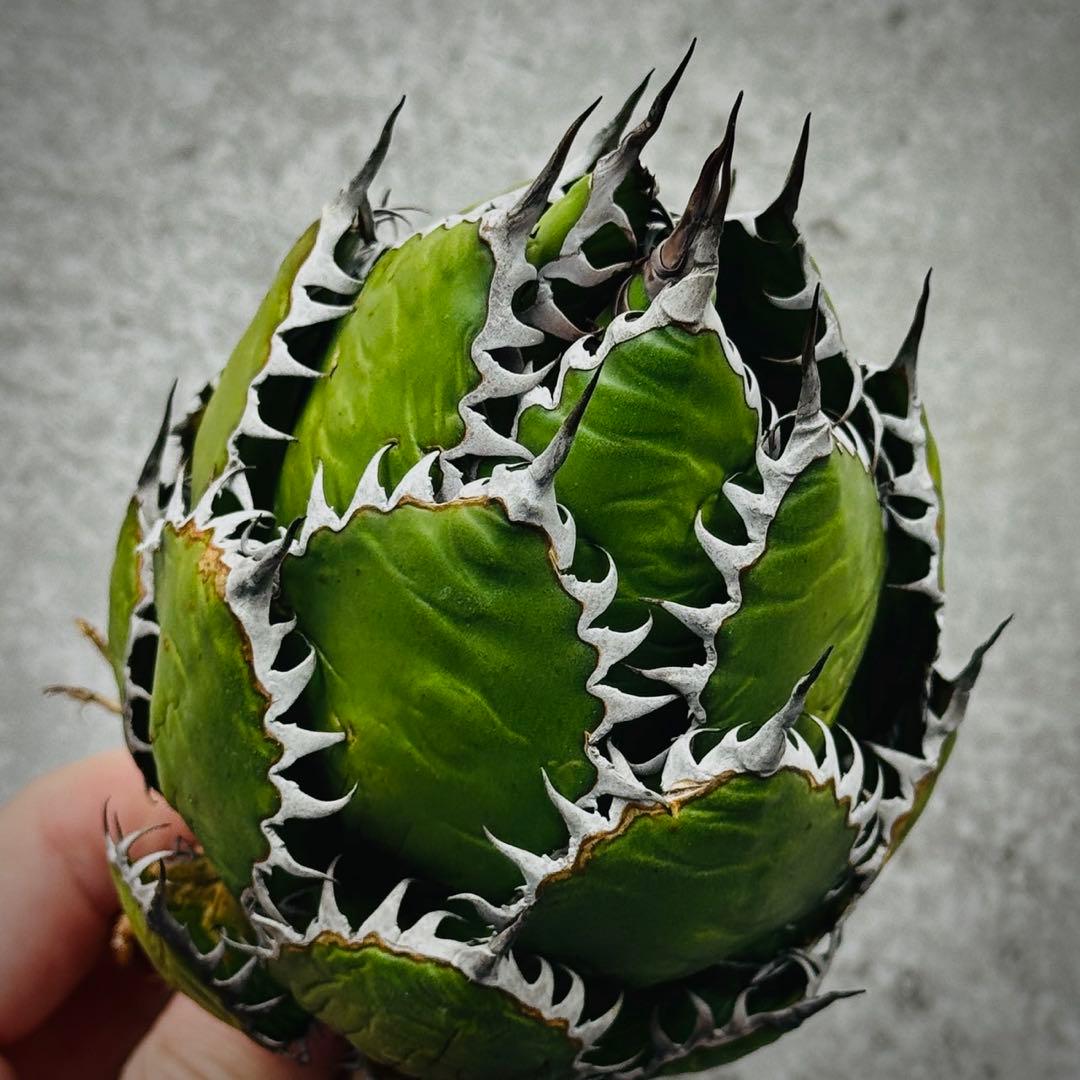 o*e様 多肉植物・アガベ・ホリダ “horrida” ・極上強棘/狂刺/激レア
