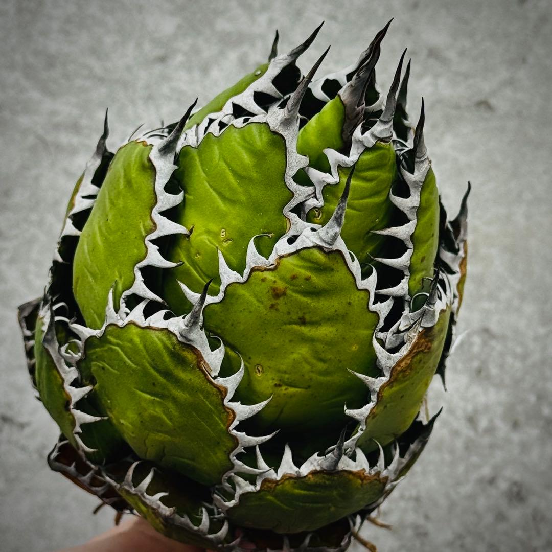 o*e様 多肉植物・アガベ・ホリダ “horrida” ・極上強棘/狂刺/激レア