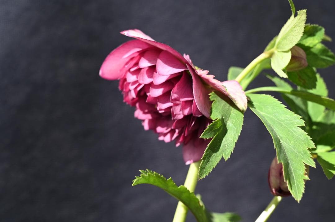 珍品！！認定！シャガール クリスマスローズ 加藤農園 - メルカリ