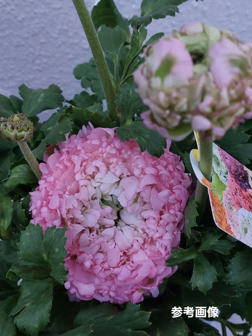 レア色 ラナンキュラス ポンポン『ハーマイオニー』5号【大苗】2鉢