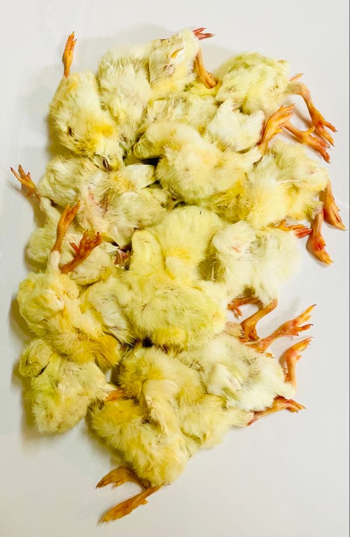 リピート購入、複数購入で＋10羽 送料無料 国産 新鮮安全 冷凍ひよこ