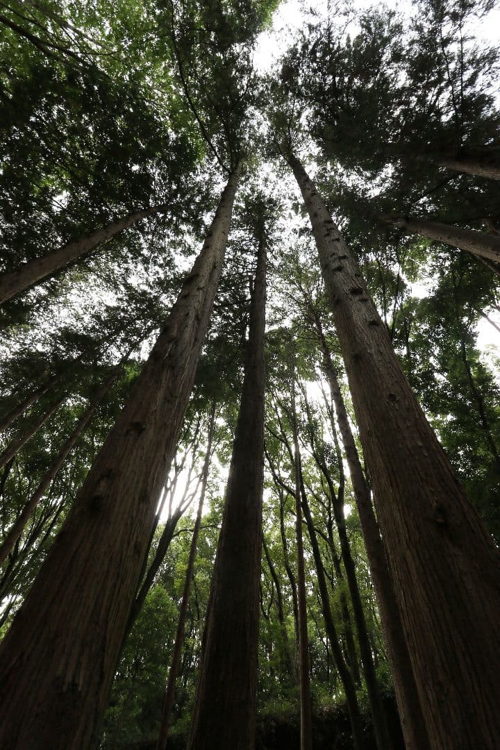 超広角レンズ Canon EF-S 10-18 f/4.5-5.6 IS STM