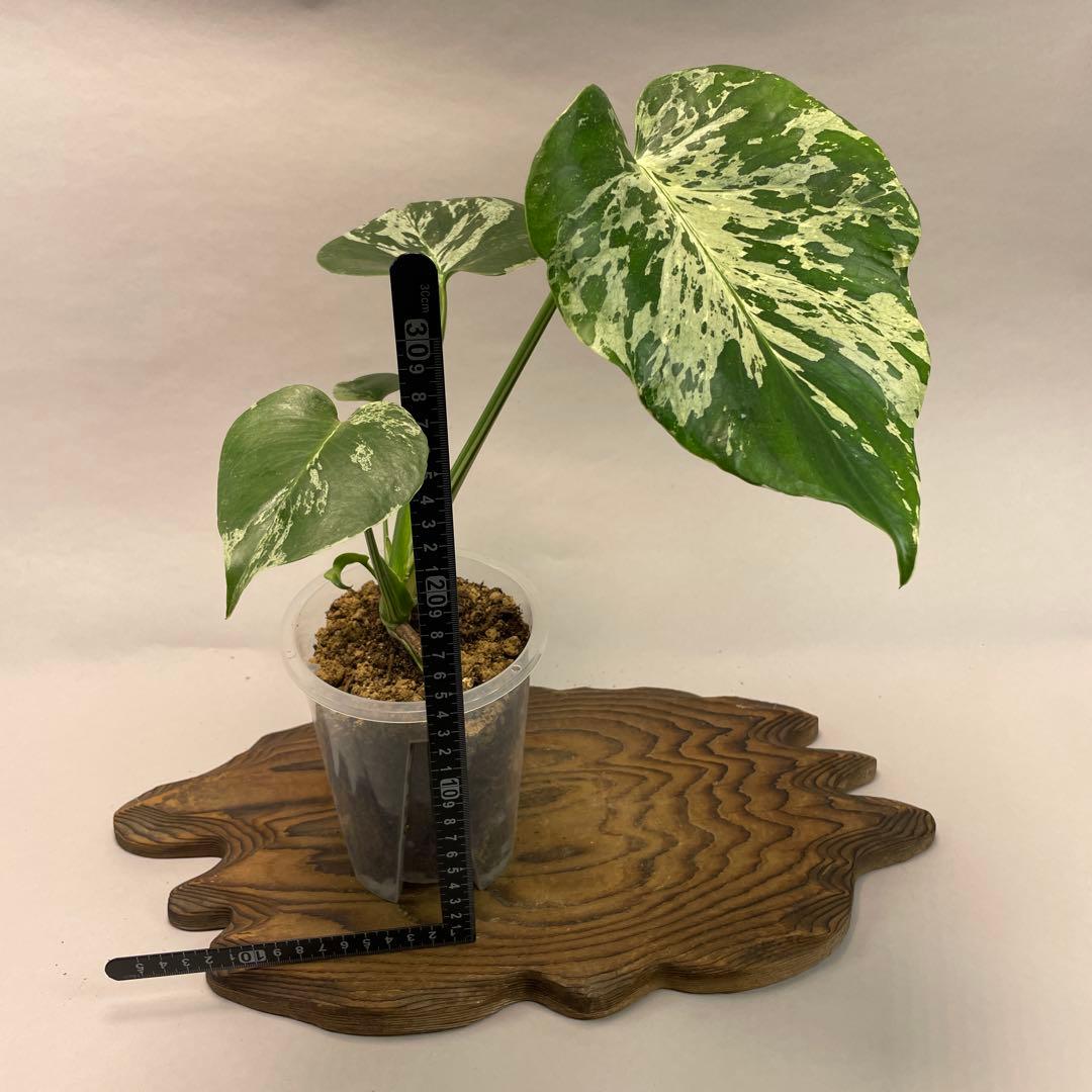 わ*ち様 L020品種保証！Bulbasaurモンステラ・フシギダネ 順化済み