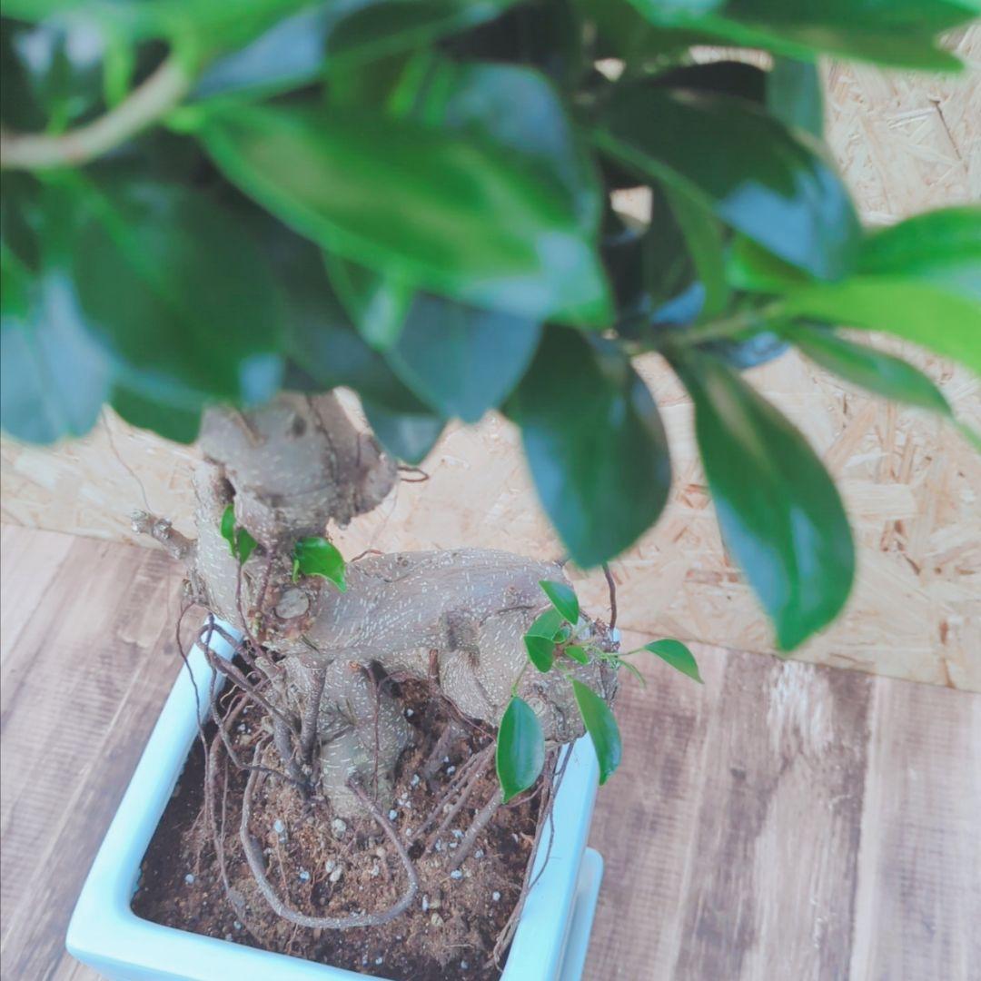 風水 曲がりガジュマル 昇龍 フィカス 根上りアフロ