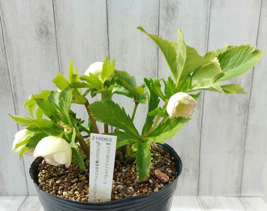 クリスマスローズ 加藤農園② リトルプリマヴェーラ系 多花 花苗 5号 1