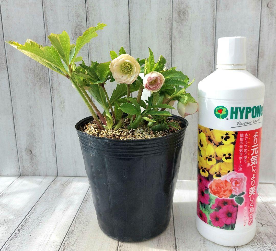 クリスマスローズ 加藤農園② リトルプリマヴェーラ系 多花 花苗 5号 1