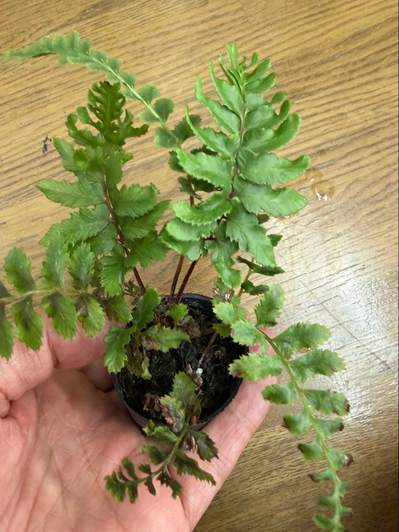空*草様 ☆ヘイケイヌワラビ 島根県産 胞子培養株 - メルカリ