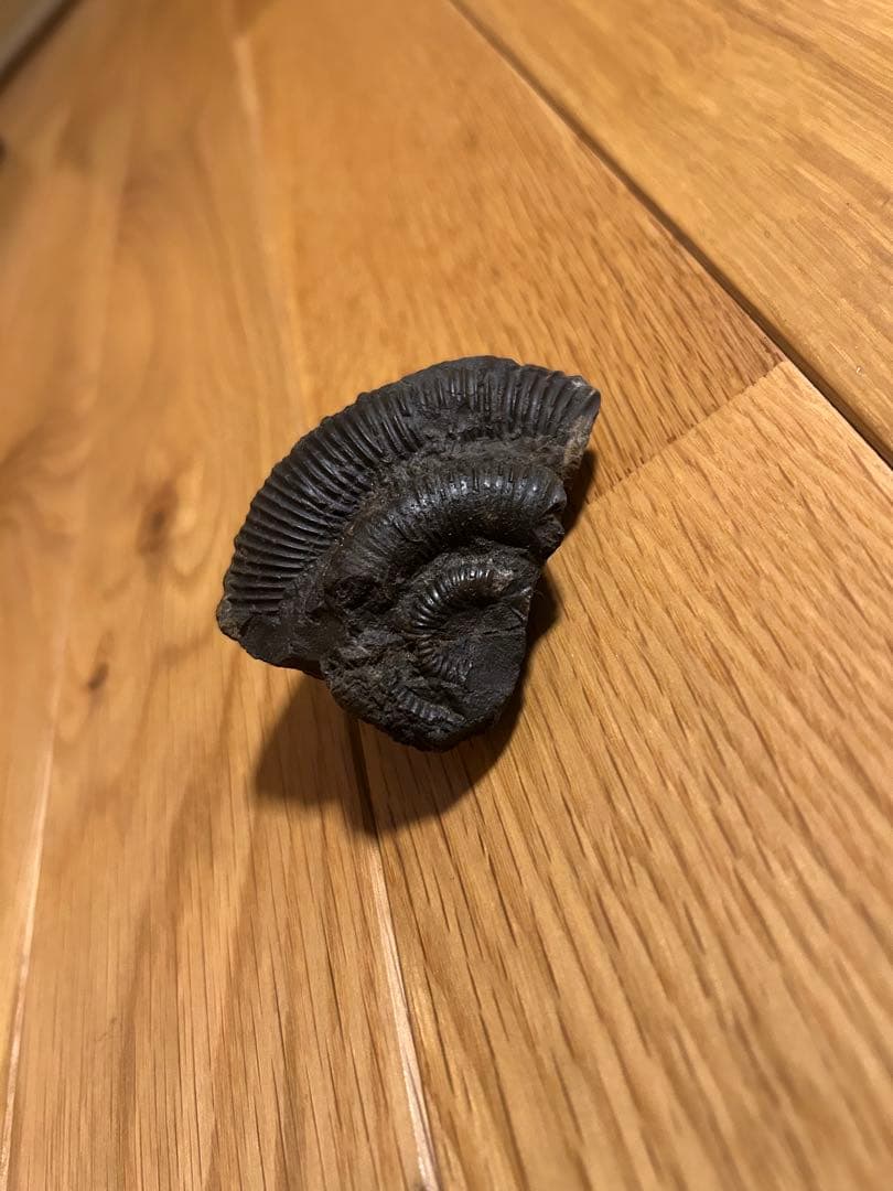 ディディモセラス　化石　アンモナイト　淡路島 これぞ博物館級の希少標本！採集から半世紀以上の時を経てご紹介。レア