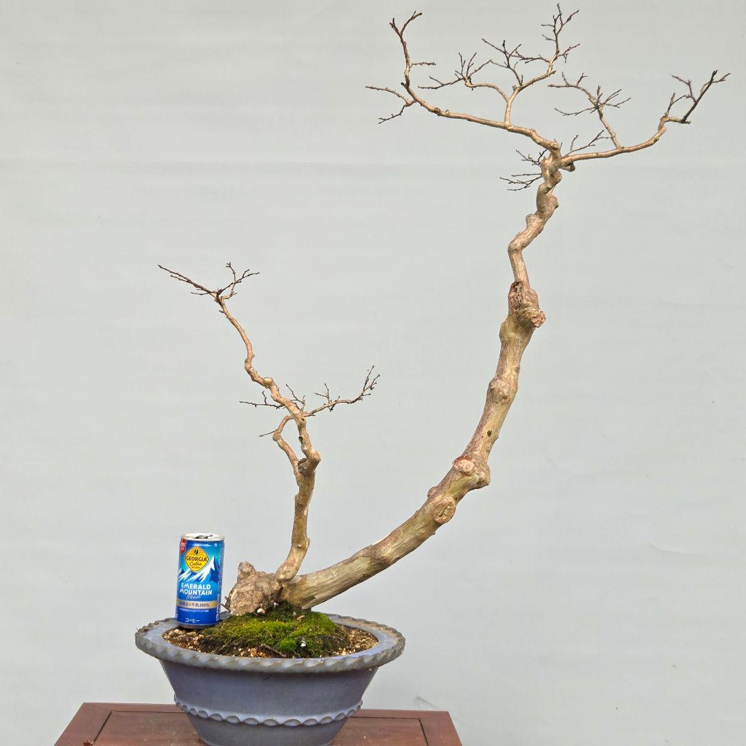 富士しだれ桜 サクラ ミニ盆栽 小品盆栽