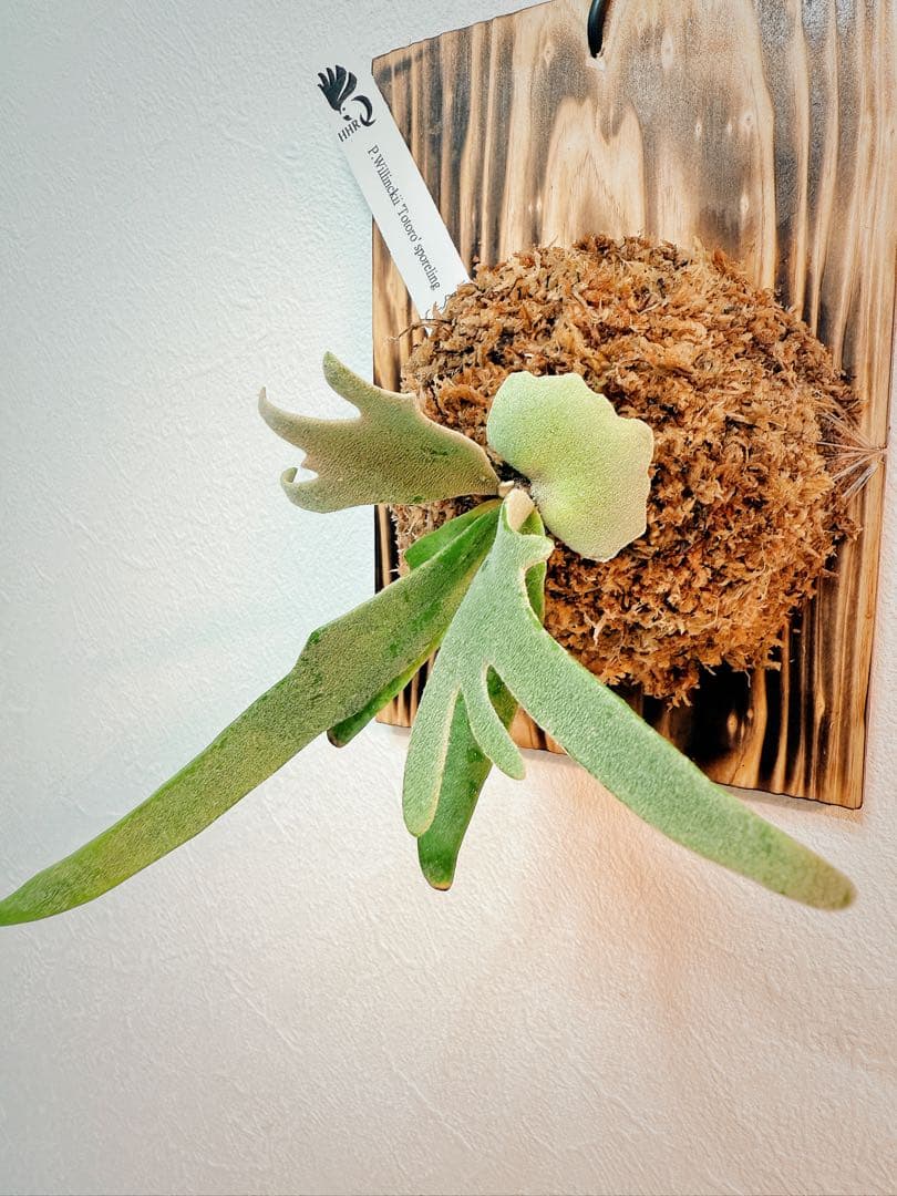 大サイズ ビカクシダP.willinckii Totoro spore YMDS - メルカリ