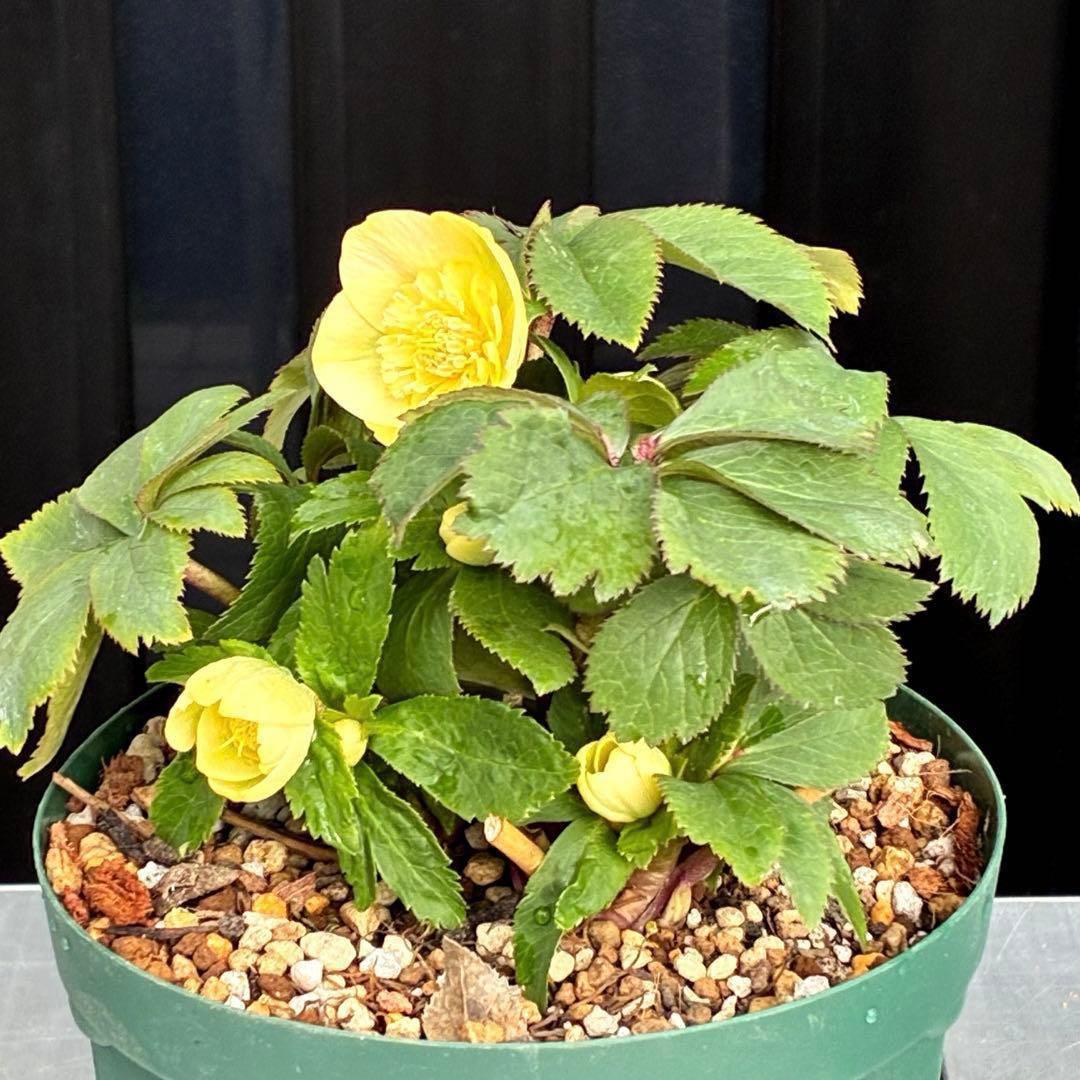 u*0様 3569☘️沢山花蕾付☘️ボリュームSD⭐️超小輪⭐️オーレア⭐️超コ