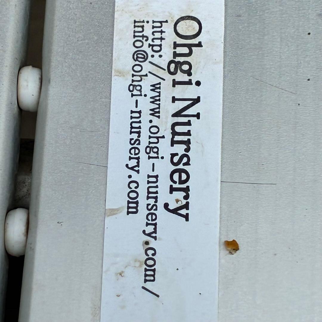 u*0様 3569☘️沢山花蕾付☘️ボリュームSD⭐️超小輪⭐️オーレア⭐️超コ