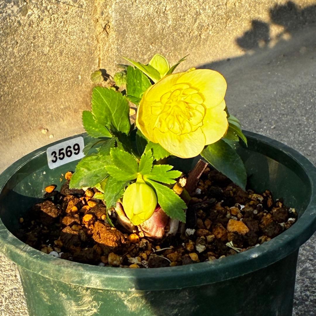 u*0様 3569☘️沢山花蕾付☘️ボリュームSD⭐️超小輪⭐️オーレア⭐️超コ