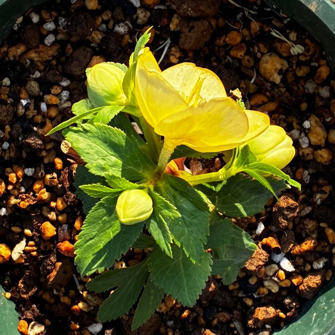 u*0様 3569☘️沢山花蕾付☘️ボリュームSD⭐️超小輪⭐️オーレア⭐️超コ