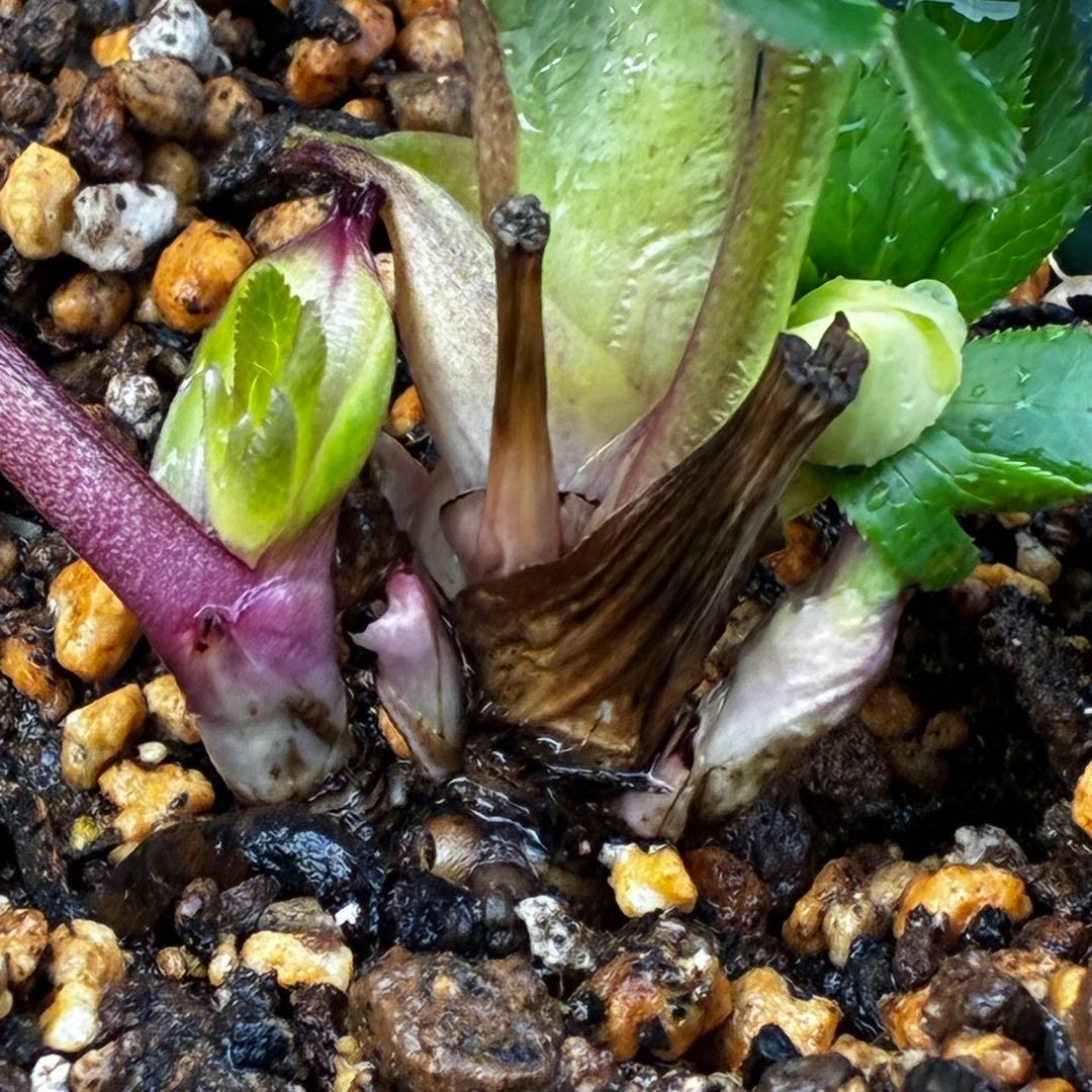 u*0様 3569☘️沢山花蕾付☘️ボリュームSD⭐️超小輪⭐️オーレア⭐️超コ