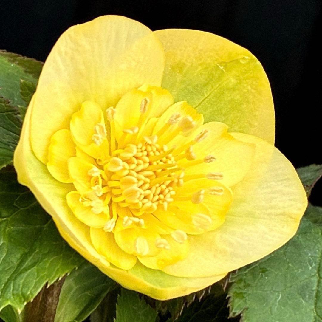 u*0様 3569☘️沢山花蕾付☘️ボリュームSD⭐️超小輪⭐️オーレア⭐️超コ