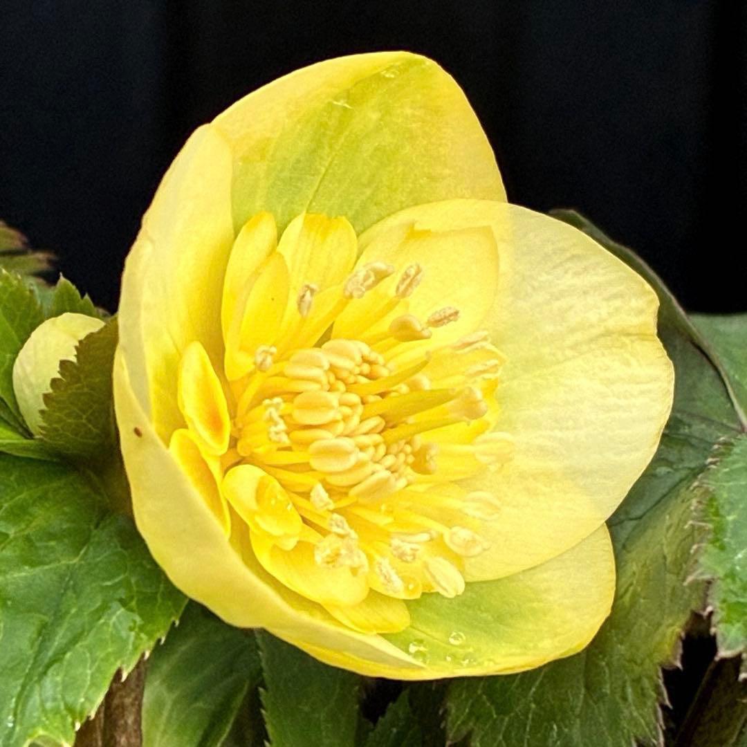 u*0様 3569☘️沢山花蕾付☘️ボリュームSD⭐️超小輪⭐️オーレア⭐️超コ