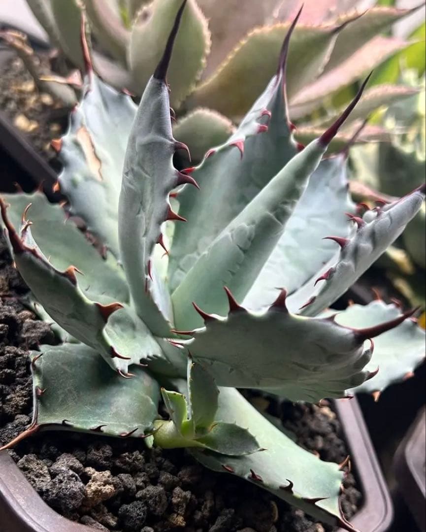 高級株！アガベ ハイブリッド Lize株 激怒之舞 子株 - メルカリ