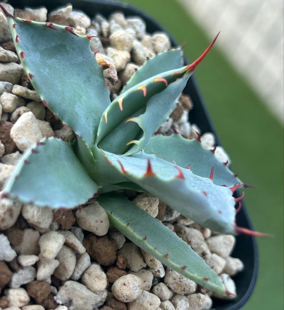 高級株！アガベ ハイブリッド Lize株 激怒之舞 子株 - メルカリ