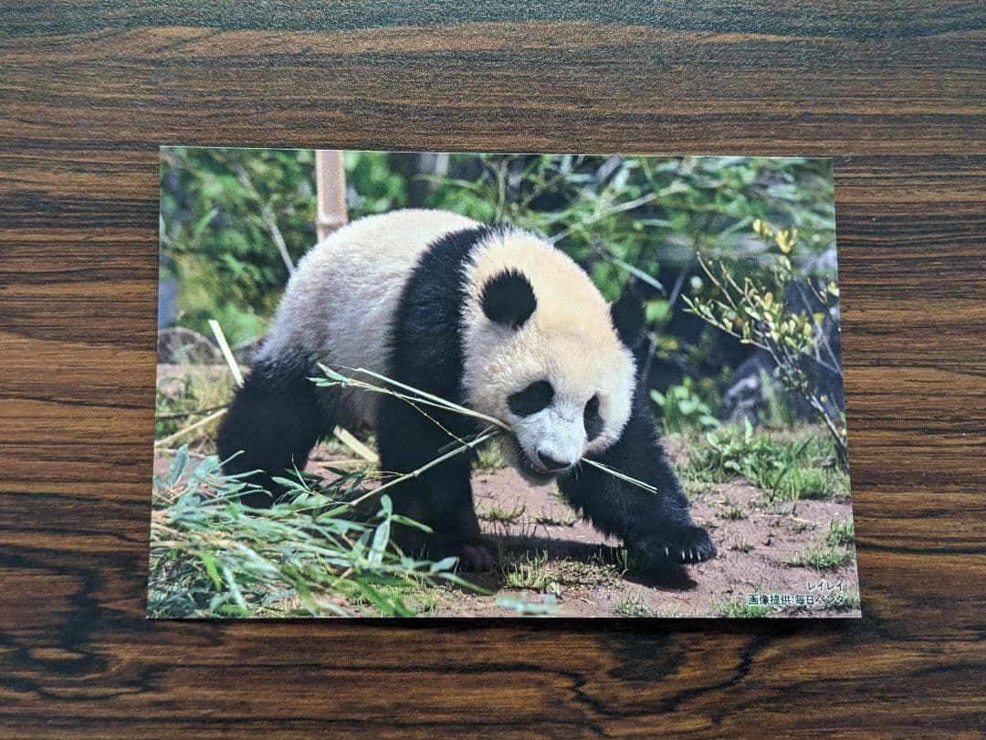 非売品 松坂屋 毎日パンダさんの双子の思い出ポストカード レイレイ